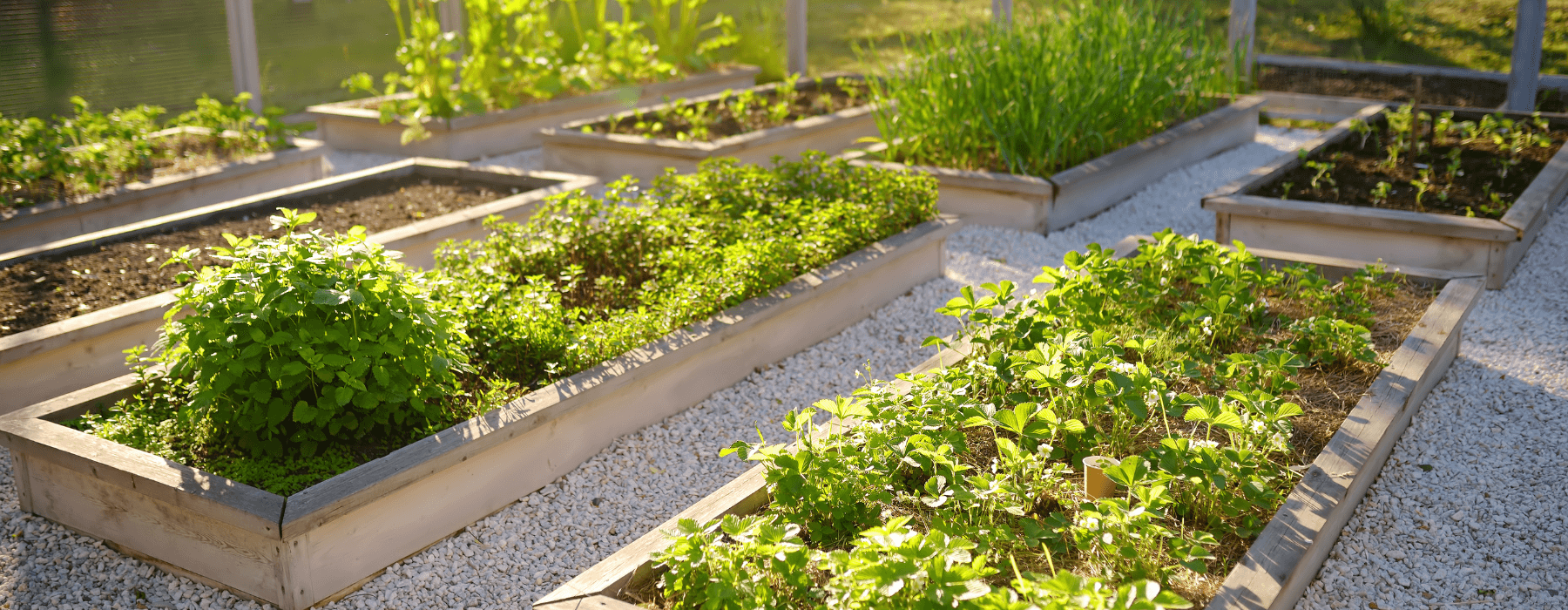Raised garden beds with various herbs and vegetables growing in a community garden.