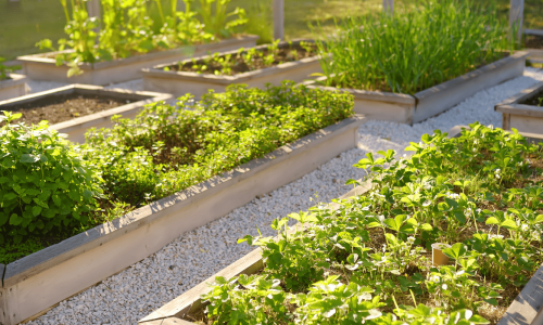 Raised garden beds with various herbs and vegetables growing in a community garden.