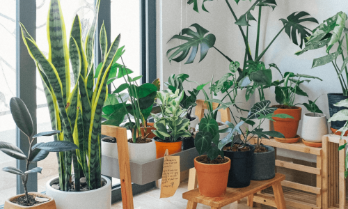 A bright room with an assortment of lush, potted indoor plants by the window.