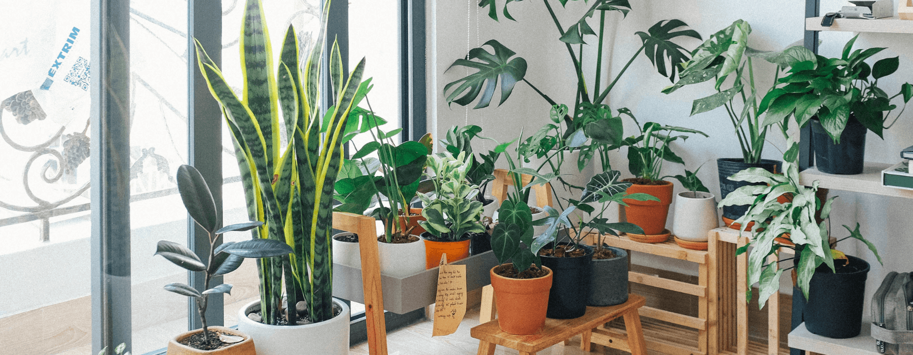 A bright room with an assortment of lush, potted indoor plants by the window.