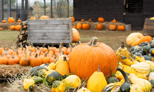 A vibrant outdoor pumpkin patch featuring a variety of pumpkins and gourds displayed on hay bales, with large orange pumpkins in the foreground and smaller ones arranged in the background, creating a festive autumn atmosphere.