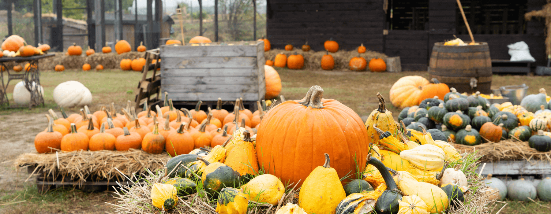 A vibrant outdoor pumpkin patch featuring a variety of pumpkins and gourds displayed on hay bales, with large orange pumpkins in the foreground and smaller ones arranged in the background, creating a festive autumn atmosphere.